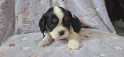 Les chiots de Cavalier King Charles Spaniel