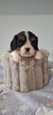 Les chiots de Cavalier King Charles Spaniel