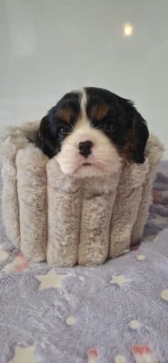 Les chiots de Cavalier King Charles Spaniel