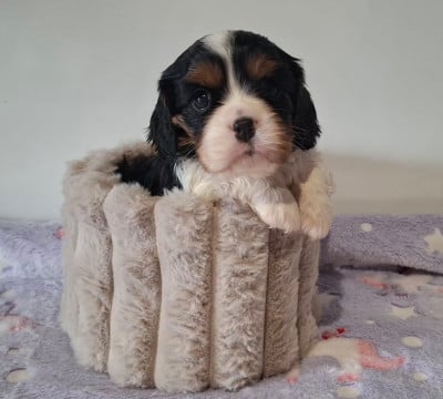 Les chiots de Cavalier King Charles Spaniel