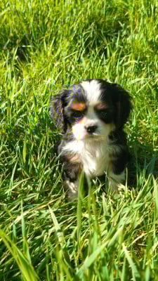 Les chiots de Cavalier King Charles Spaniel