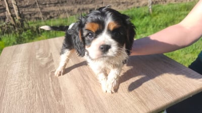Les chiots de Cavalier King Charles Spaniel
