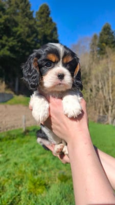 Les chiots de Cavalier King Charles Spaniel