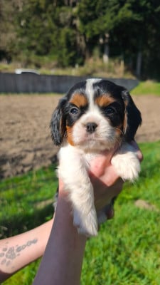 Les chiots de Cavalier King Charles Spaniel