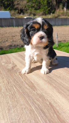 Les chiots de Cavalier King Charles Spaniel