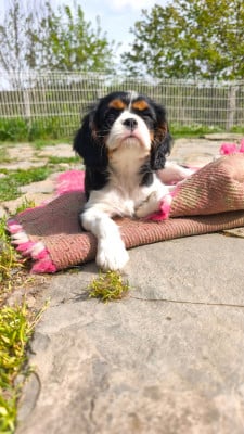 Les chiots de Cavalier King Charles Spaniel