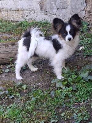 Les chiots de Epagneul nain Continental (Papillon)