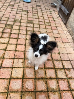 Les chiots de Epagneul nain Continental (Papillon)