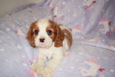 Les chiots de Cavalier King Charles Spaniel