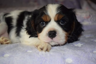 Les chiots de Cavalier King Charles Spaniel