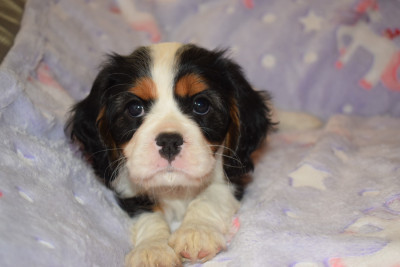 Les chiots de Cavalier King Charles Spaniel
