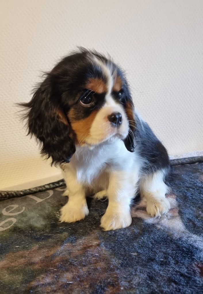 Voyou Des Pattes D'Argent