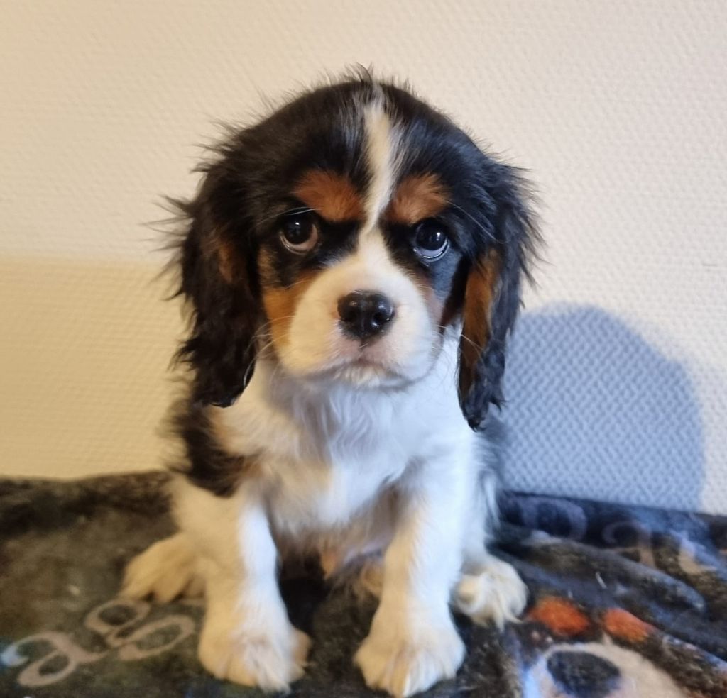 Voyou Des Pattes D'Argent