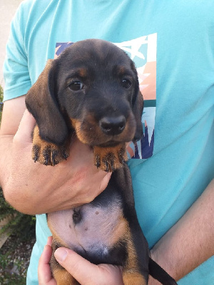 Les chiots de Teckel poil dur