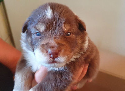 Les chiots de Berger Australien