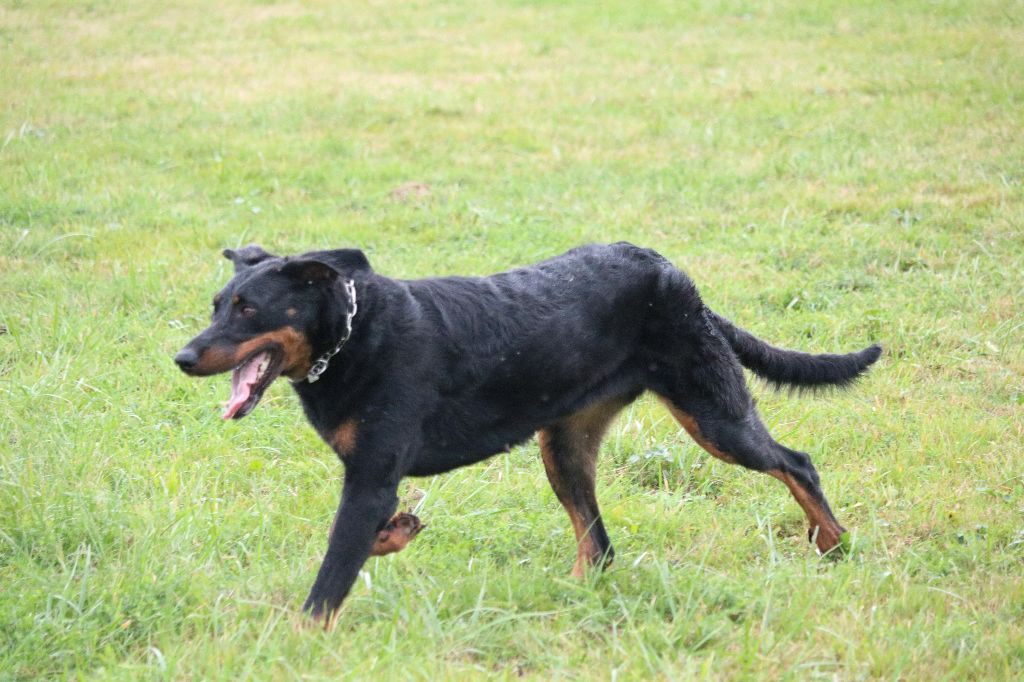 Publication : Of Gold In The Heart Auteur : Maréva RIBES