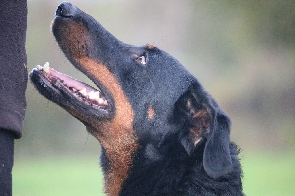 Publication : Of Gold In The Heart Auteur : Maréva RIBES