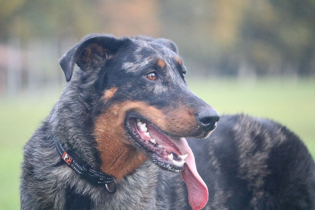 Publication : Of Gold In The Heart Auteur : Maréva RIBES