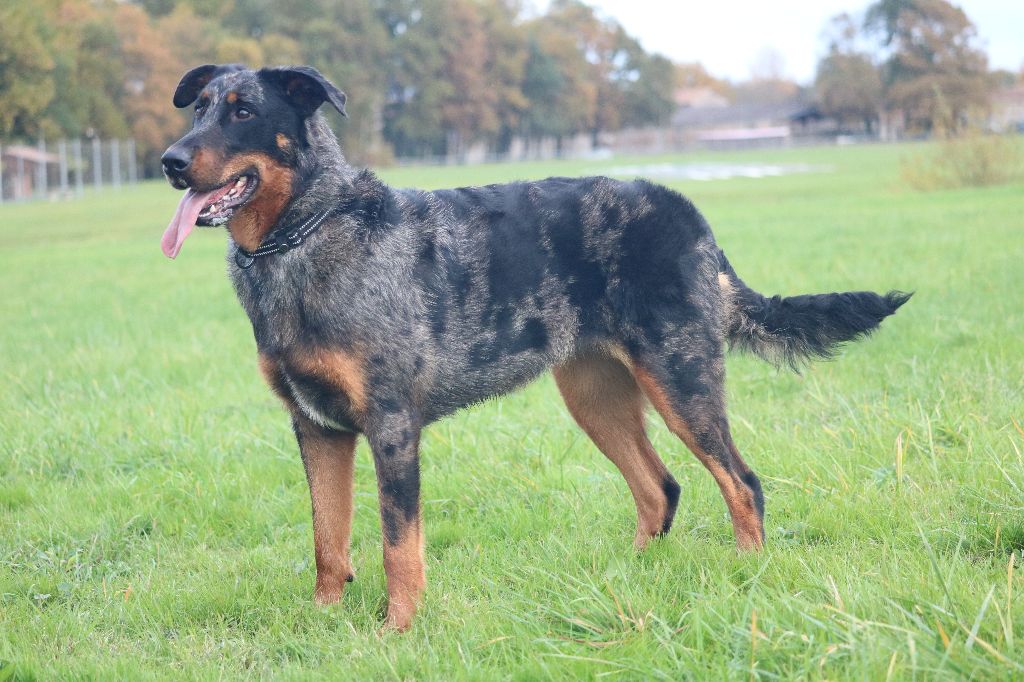 Publication : Of Gold In The Heart Auteur : Maréva RIBES