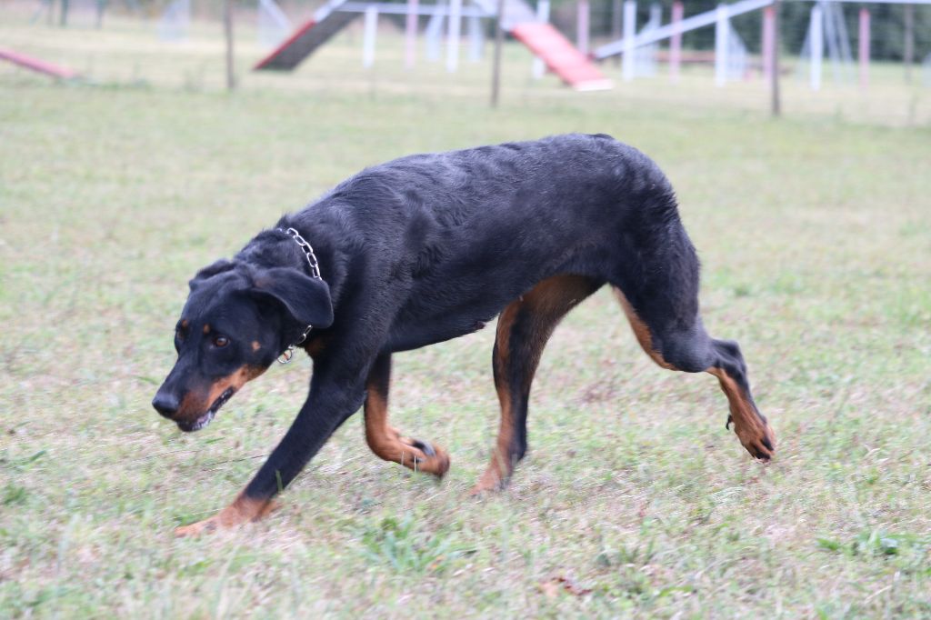 Publication : Of Gold In The Heart Auteur : Maréva RIBES