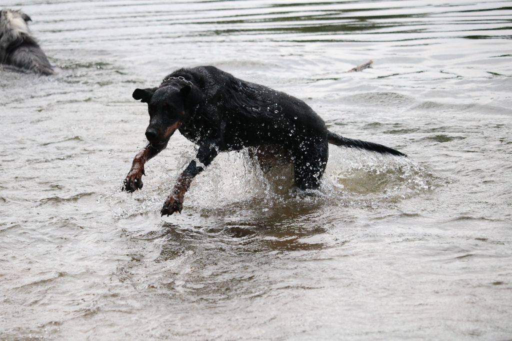 Publication : Of Gold In The Heart Auteur : Maréva RIBES