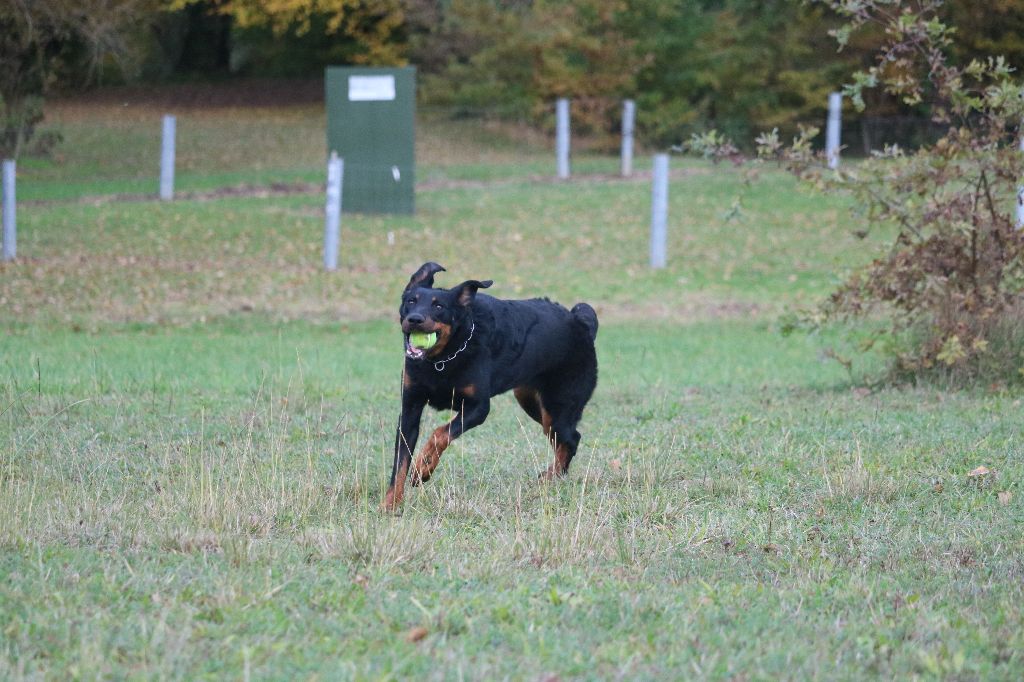 Publication : Of Gold In The Heart Auteur : Maréva RIBES