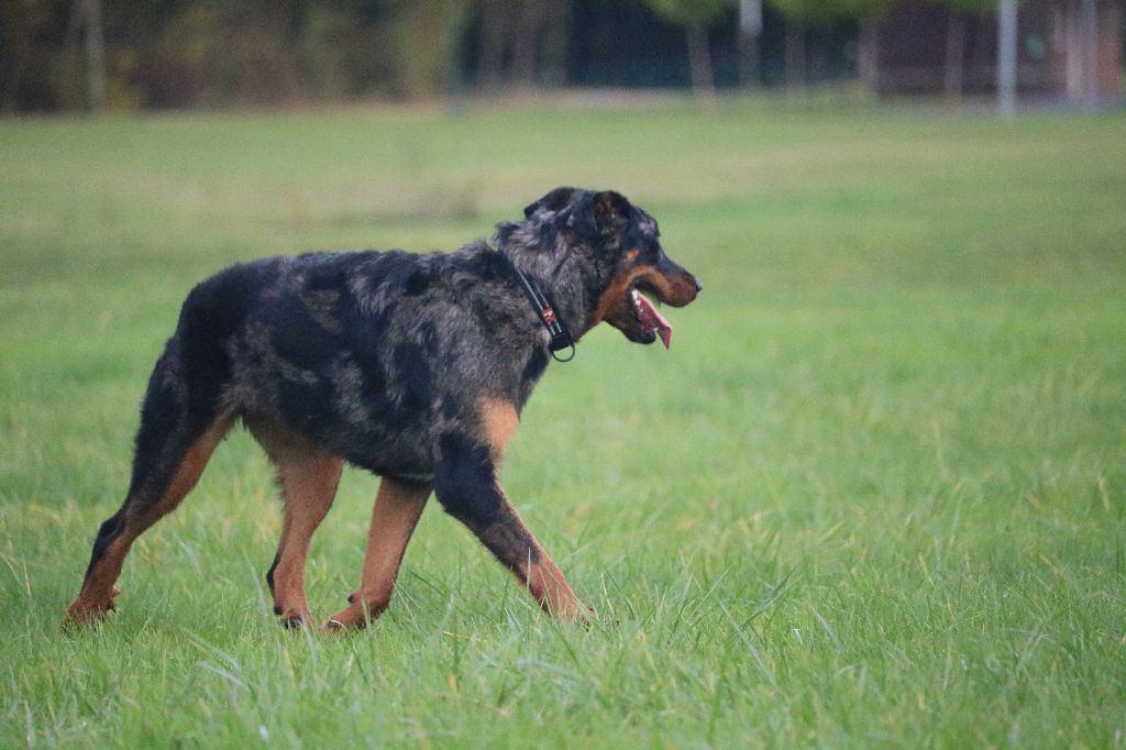 Publication : Of Gold In The Heart Auteur : Maréva RIBES