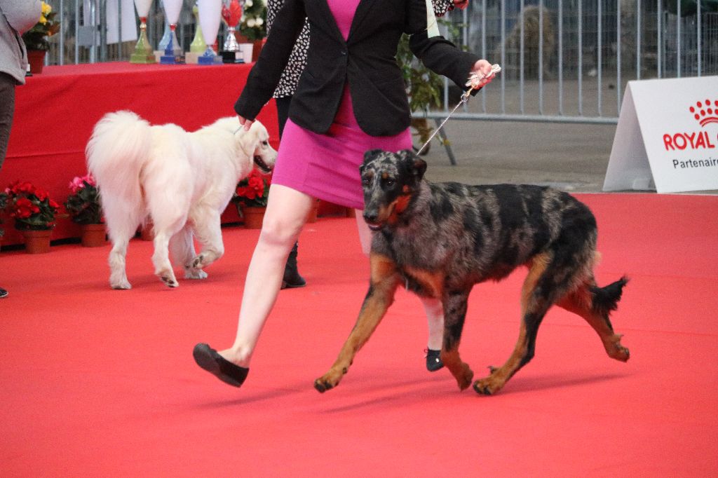 CH. Ops argentée Des Terres Deauson - 1ER EXCELLENT MEILLEUR JEUNE 1ERE BOG1 2EME BISJ DU SAMEDI