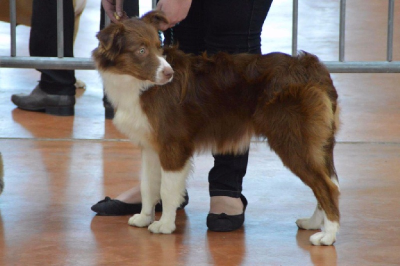 Miami red princess Of Gold In The Heart - Prometteur