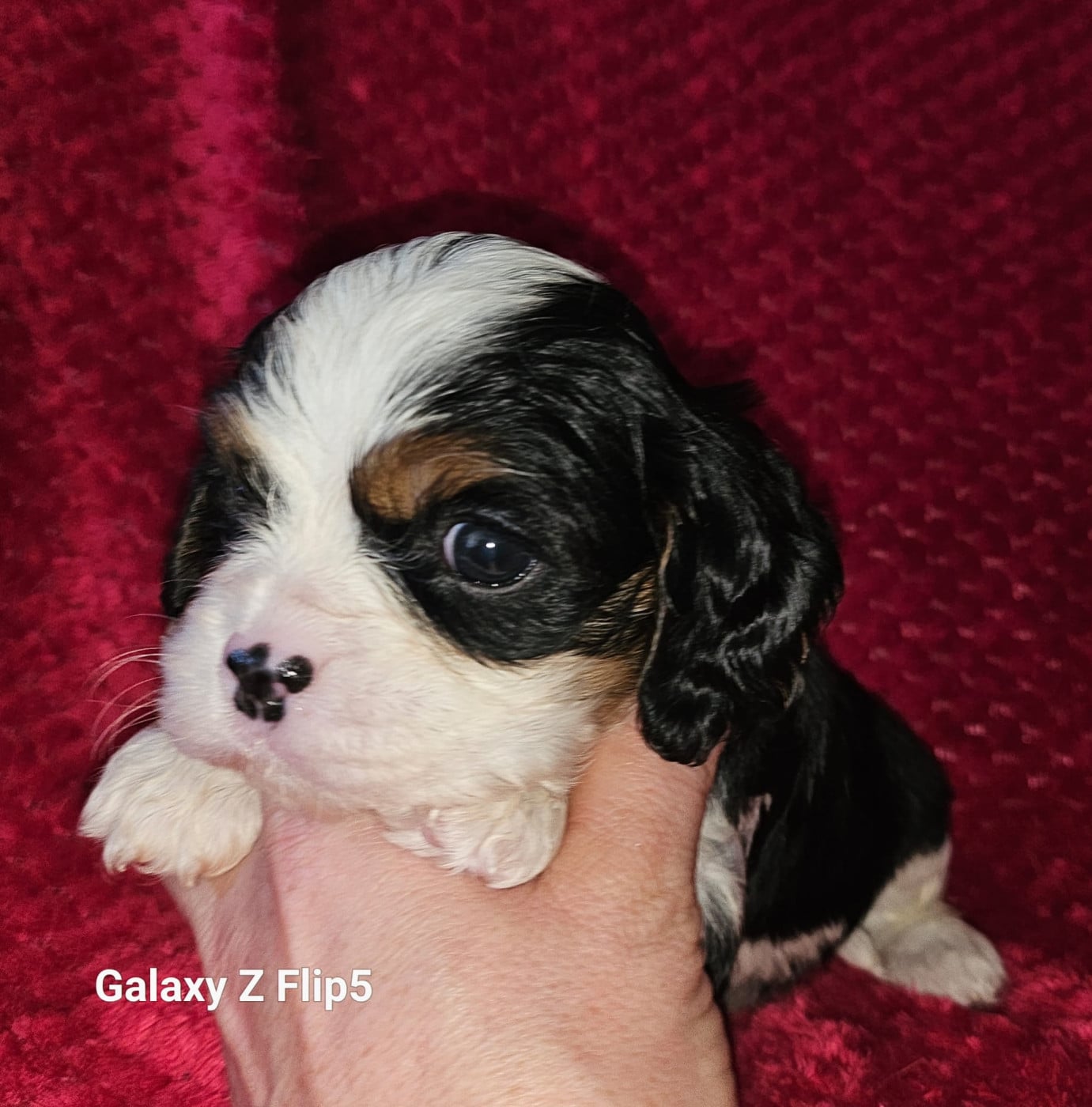 Chiot N°2 - Cavalier King Charles Spaniel