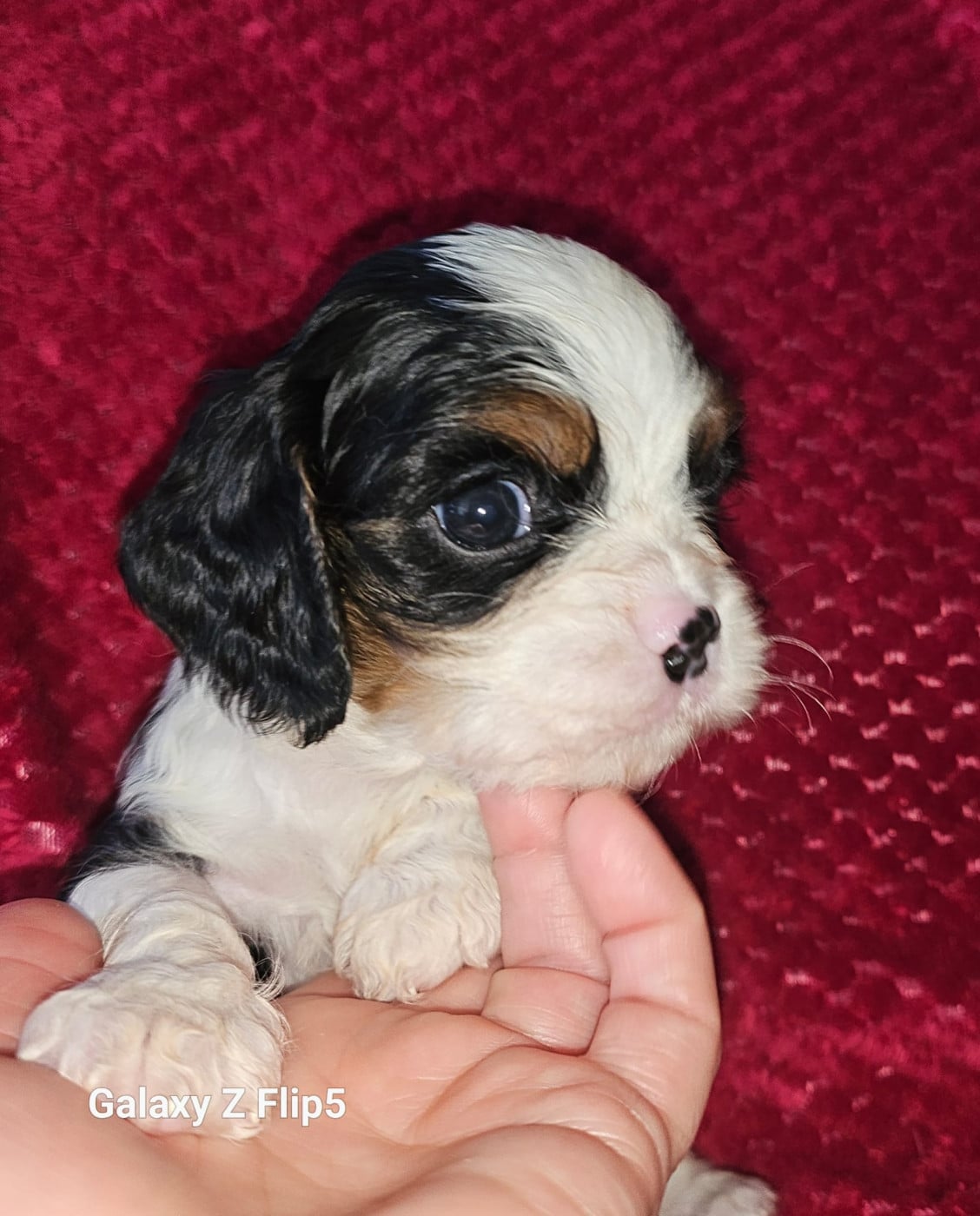 Chiot N°3 - Cavalier King Charles Spaniel