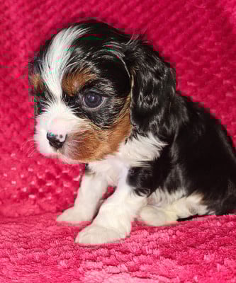 Les chiots de Cavalier King Charles Spaniel