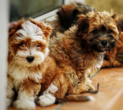 du haut de la richerais