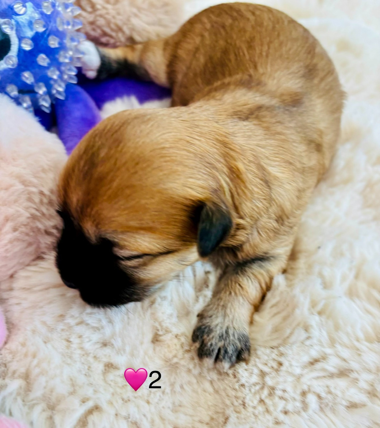 CHIOT 2