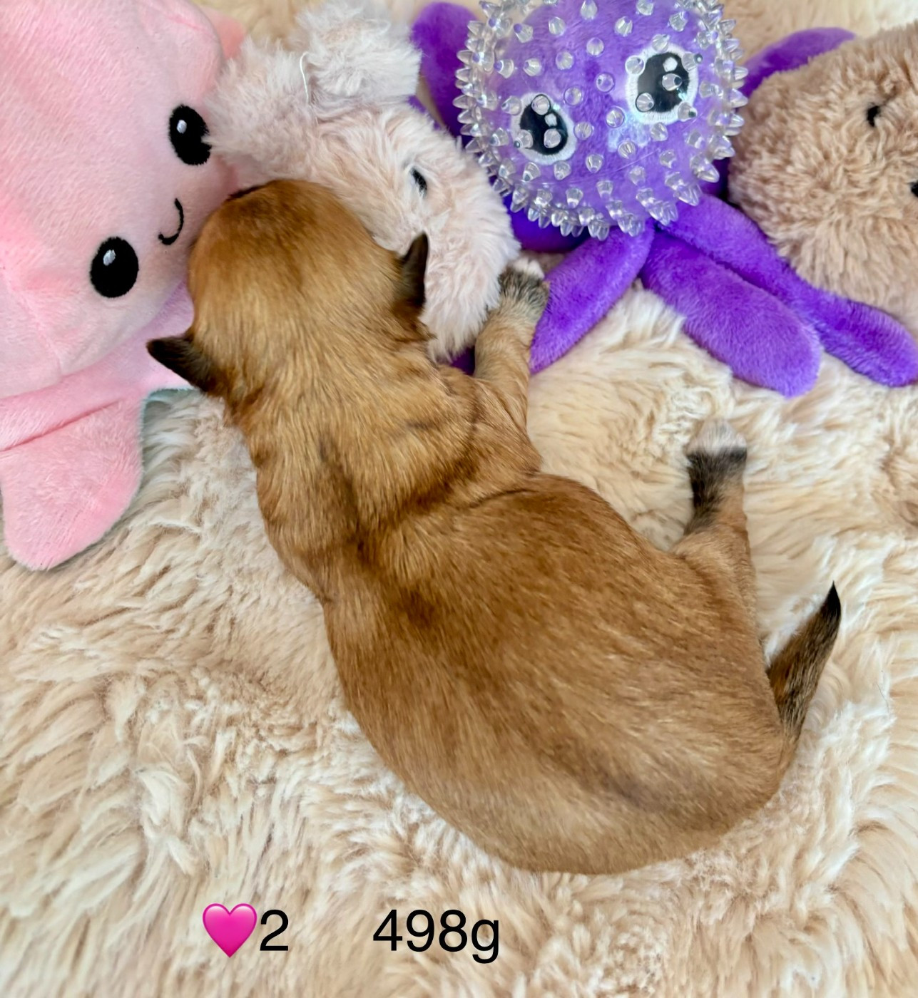 CHIOT 2