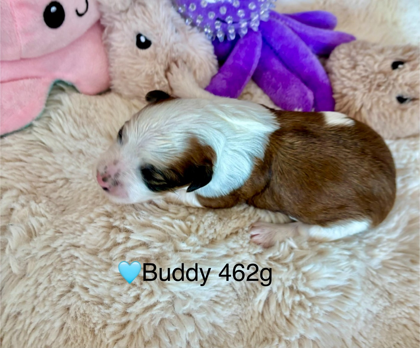 BUDDY