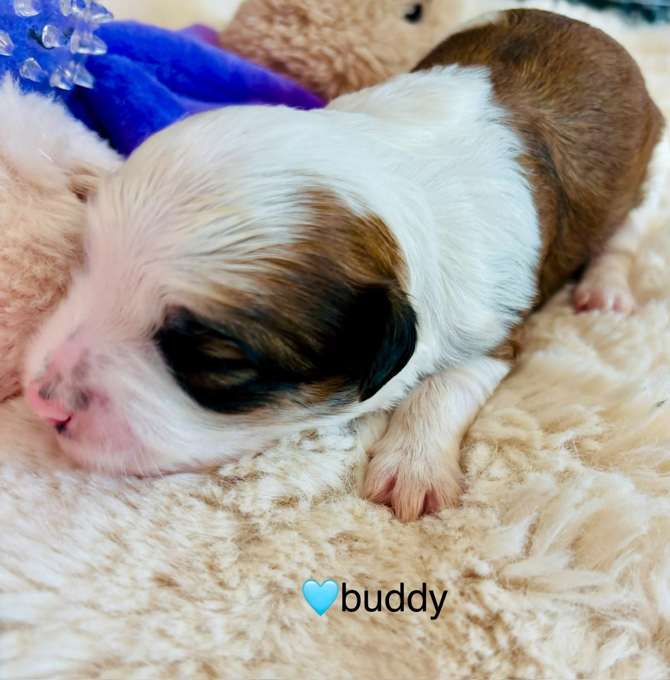BUDDY