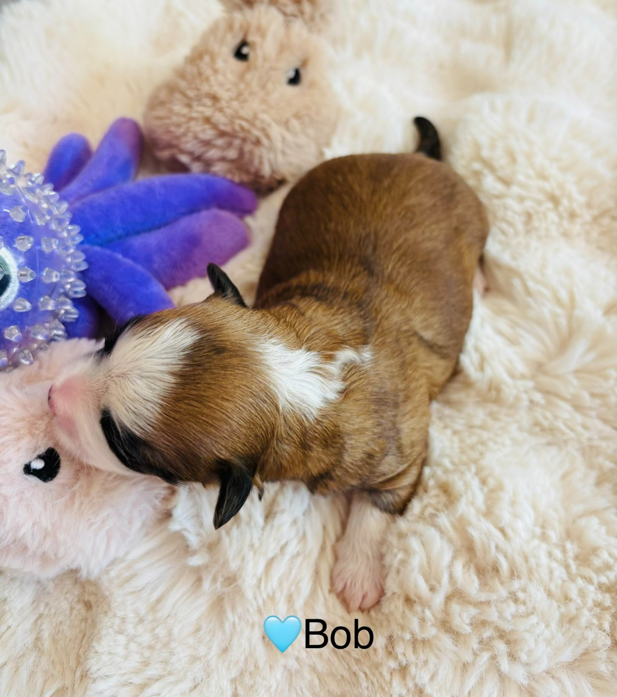 bob