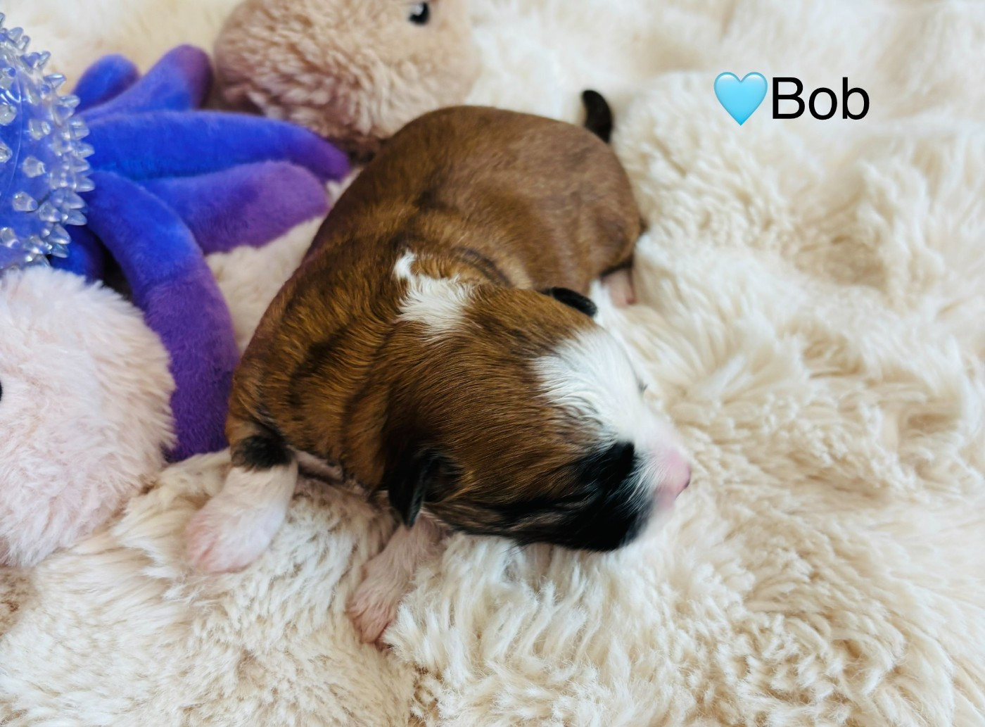 bob