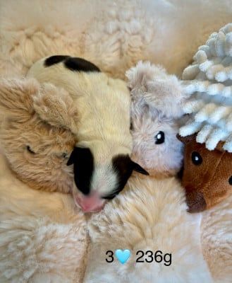 Les chiots de Bichon Havanais