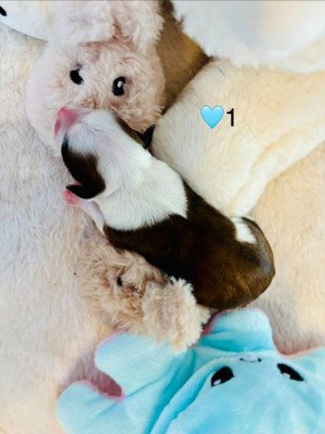 Les chiots de Bichon Havanais