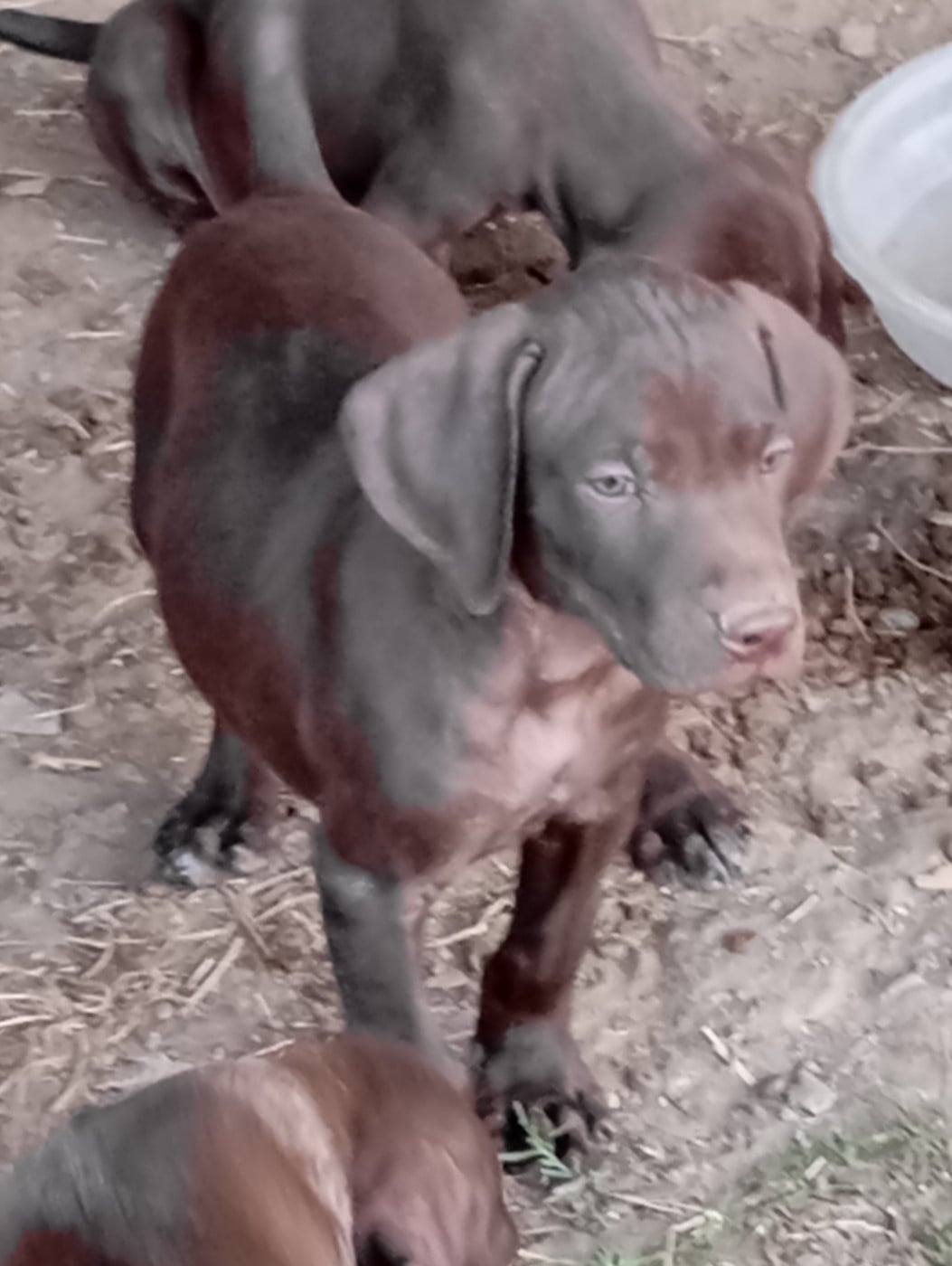Chiot N°1 Boris - Braque allemand à poil court