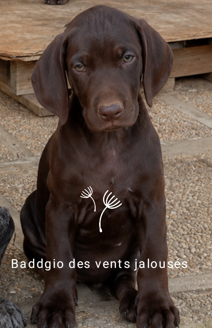 Chiot N°2 Baddgio - Braque allemand à poil court