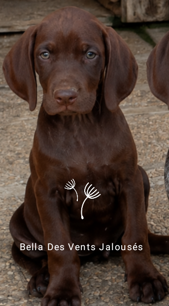 Chiot N°7 Bella - Braque allemand à poil court
