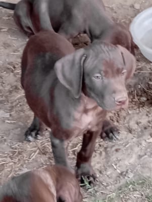 Les chiots de Braque allemand à poil court