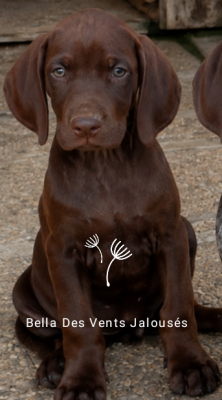 Les chiots de Braque allemand à poil court