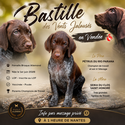 Les chiots de Braque allemand à poil court