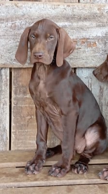 Les chiots de Braque allemand à poil court
