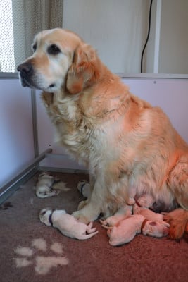 Chiot N°5 - Golden Retriever
