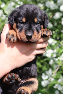 Les chiots de Berger de Beauce